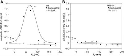 The High-Spin Heme bL Mutant Exposes Dominant Reaction Leading to the Formation of the Semiquinone Spin-Coupled to the [2Fe-2S]+ Cluster at the Qo Site of Rhodobacter capsulatus Cytochrome bc1